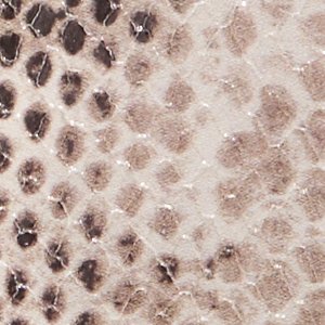 Aliciee - Image 6