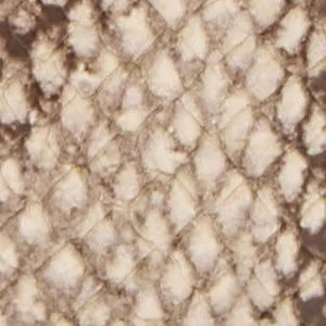 Alosia - Image 5