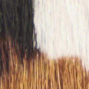 Barano - Image 8
