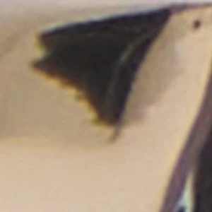 Dimitri - Image 3