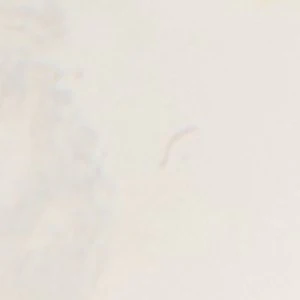 Duolink - Image 2