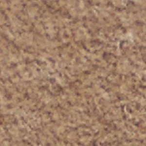 Ecko - Image 8