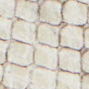 Gavedessi - Image 8