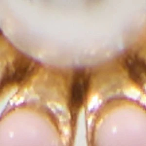 Katharina - Image 3