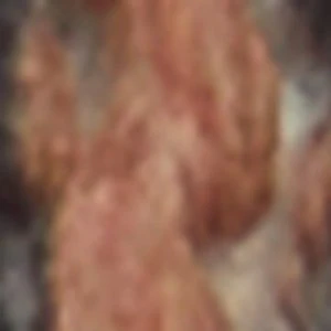 Lacelover - Image 4