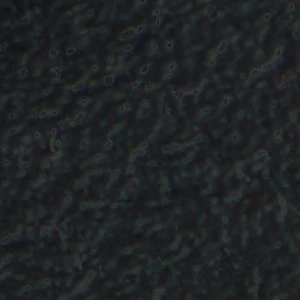 Orian - Image 8