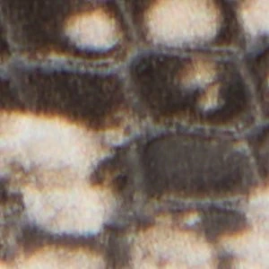 Riva - Image 7