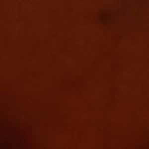 Talondrax - Image 4