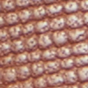 Walters - Image 9